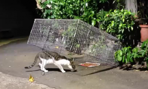 澳大利亚捕杀流浪猫