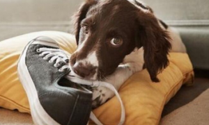 狗狗为什么会躺在主人鞋上