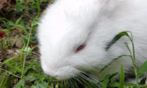 兔子爱什么草