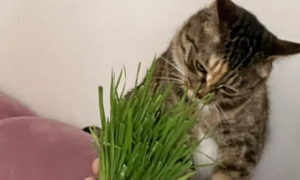 猫草可以多吃吗