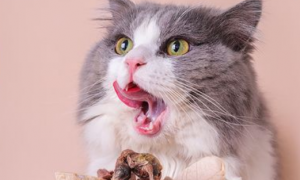 猫可以吃生鹌鹑吗