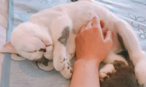猫为什么喜欢被人摸肚子