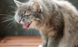 猫咪身体热咳嗽是为什么引起的