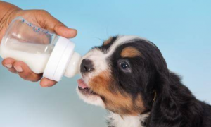 为什么狗狗会吃奶粉的原因