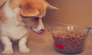 如何让狗非常乖巧吃狗粮呢