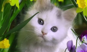 猫咪不能吃的花草