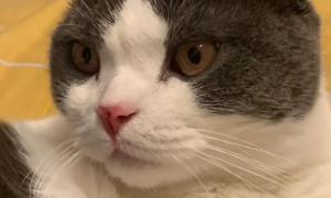 猫咪喜欢抠鼻子吗为什么