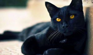 为什么有人喜欢养黑猫