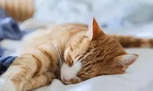 猫咪为什么喜欢垫着东西睡觉