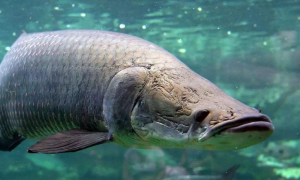 亚马逊最大的淡水鱼