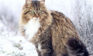 西伯利亚猫为什么不能养