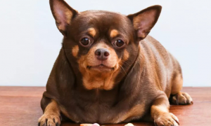 狗狗吃什么容易胰腺炎发作