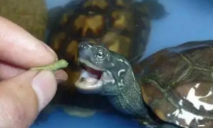 龟能吃鱼粮吗