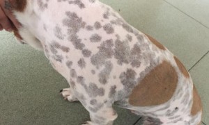 狗狗身上长了很多黑斑