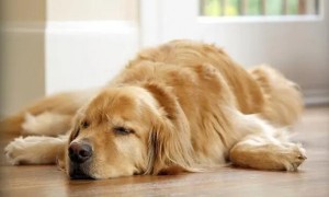 狗狗为什么老喜欢睡觉