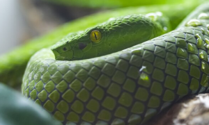 绿林蛇是什么蛇