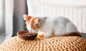 为什么猫咪感觉吃不饱了呢