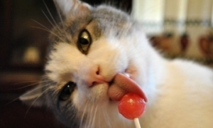 猫咪为什么吃糖就疼呢