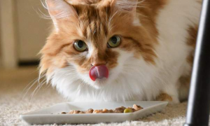 猫为什么喜欢吃豆沙
