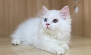 白色拿破仑猫异瞳多少钱