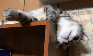 猫咪喜欢在高处睡觉是为什么