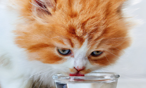猫咪不需要盐水吗