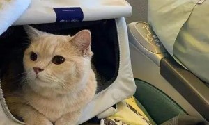 猫可以带上飞机客舱吗