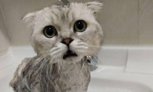 猫咪洗澡哭了怎么回事