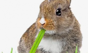 兔子喜欢吃哪些草