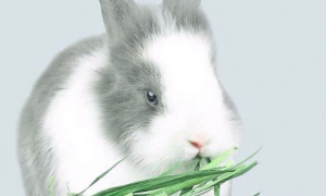 兔子提草哪家好