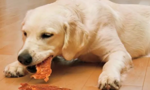 为什么有些狗狗不喜欢吃肉呢