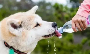 狗狗为什么超级喜欢喝水