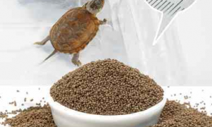 幼龟喂什么龟粮