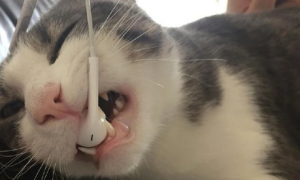猫为什么喜欢啃线