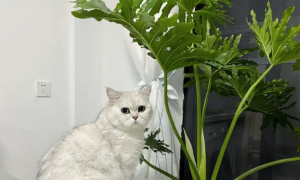 家里有猫适合养什么植物
