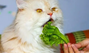 为什么猫咪不吃蔬菜罐头呢