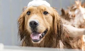 狗狗为什么洗澡不乱动呢