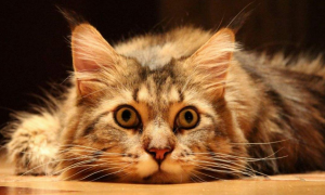 猫咪为什么有很大的声音