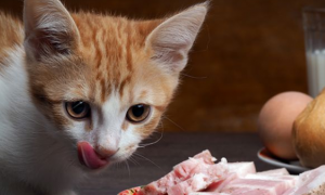 猫咪为什么需要食物呢