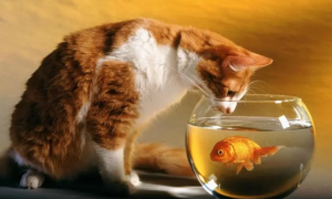 猫把金鱼吃了怎么办