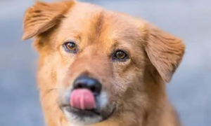 为什么狗狗常常舔嘴唇呢