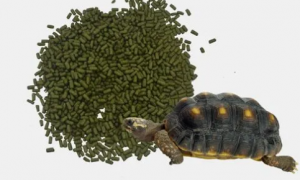 龟只吃龟粮可以吗