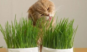 抓猫草是什么