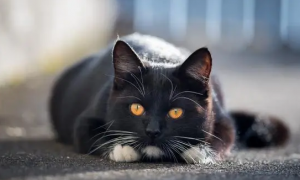 黑猫不能养尤其是白爪子的
