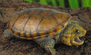 如何分辨瓦哈卡泥龟
