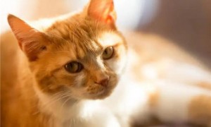 为什么有的猫咪会流鼻血的原因