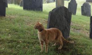猫咪为什么要蹲在墓碑后面呢