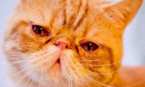 猫挨打流眼泪是怎么回事