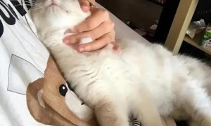 猫咪为什么会吸主人肚子呢