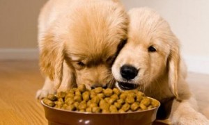 狗幼崽如何吃狗粮